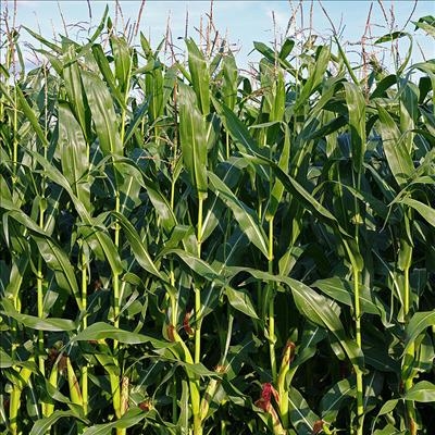Agriculture sector records 100 000 job losses