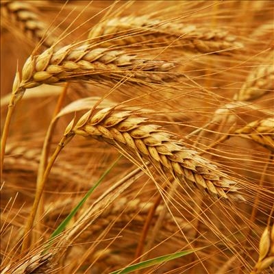 Wheat production set to be boosted