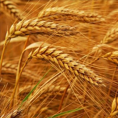 Wheat production set to be boosted