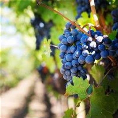 Top Wine SA Hall of Fame champions announced