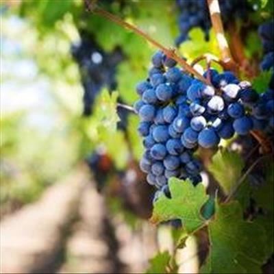 Top Wine SA Hall of Fame champions announced