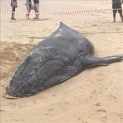Beached whale in Plett euthanased
