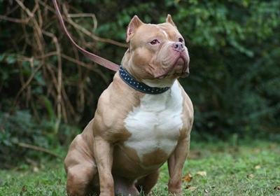 The pit bull debate continues