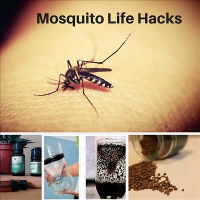 Tuesday Life Hack: 6 home remedies to ward off mosquitoes