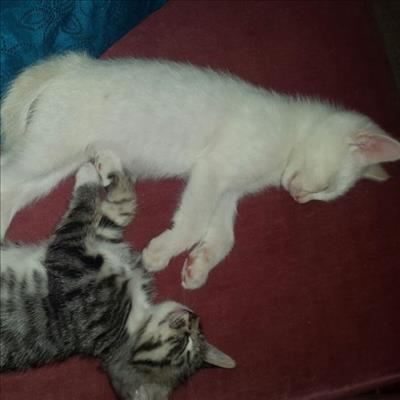 Please adopt Tigger or Snowy