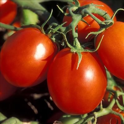 E. coli levels a threat to Gauteng crops