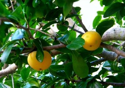 Indigenous and edible - the Kei apple
