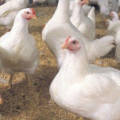 EU cries foul over chicken crisis claims 
