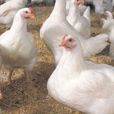 EU cries foul over chicken crisis claims 