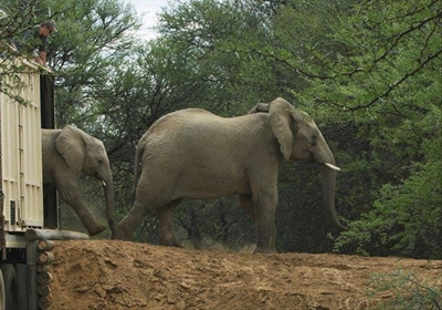 Elephant family arrives at reserve