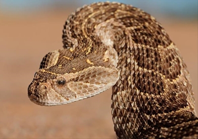Stay alert, it’s snake season
