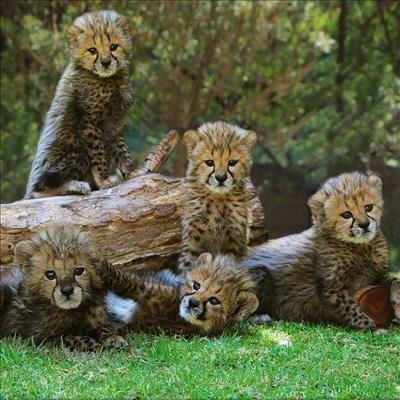 Baby Boom at Cango Wildlife Ranch