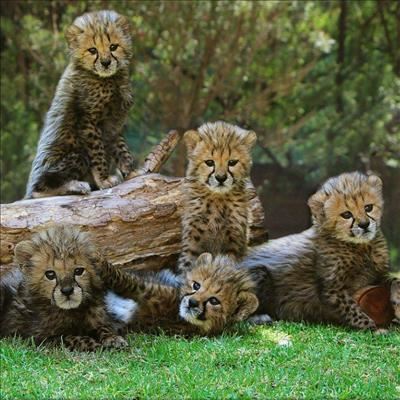 Baby Boom at Cango Wildlife Ranch