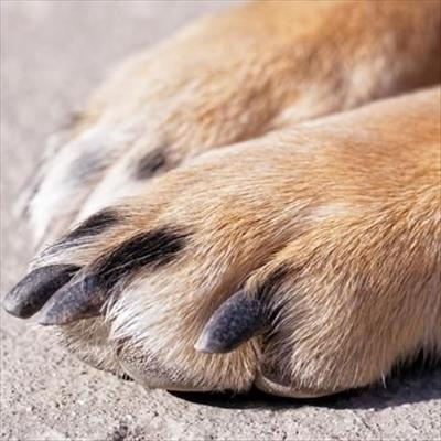 Dog strangled by neighbour