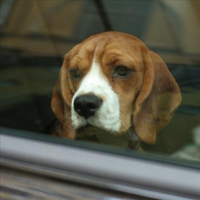Dogs left in cars: Owners will be prosecuted