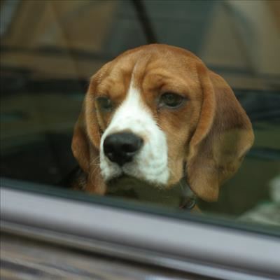 Dogs left in cars: Owners will be prosecuted