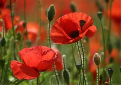 Poppy Day collections, parade this weekend