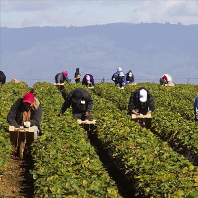 New farmworkers’ minimum wage R18/hour