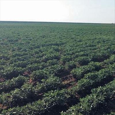 Groundnut production: Challenging but profitable 