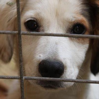 Christmas, the worst time for animals
