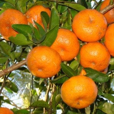 Foul play suspected in SA citrus mislabelling saga 