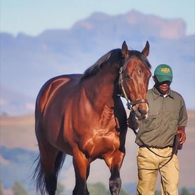 Innovative BEE initiative setting stud farm grooms up for success 