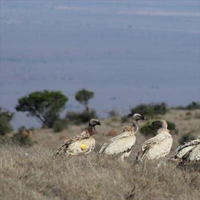 Endangered vultures return to the Karoo
