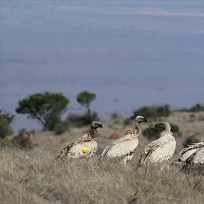 Endangered vultures return to the Karoo