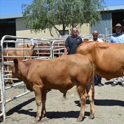 Vleisbeesdag vir ontwikkelingsboere 