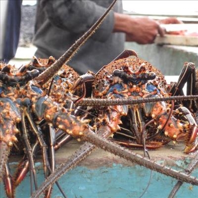 Lobster crash erodes West Coast way of life 