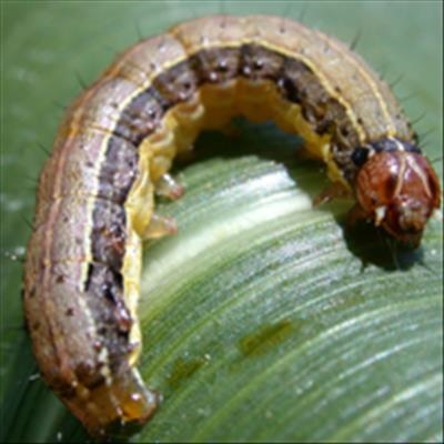 Leaders meet to tackle armyworm invasion