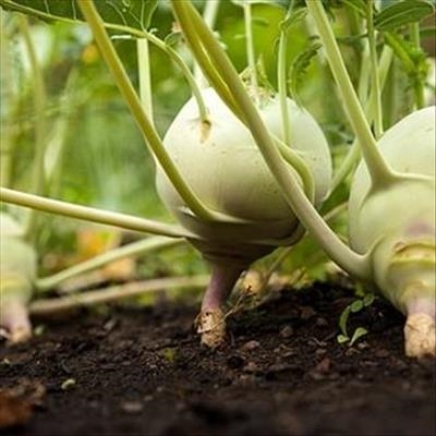 How tiny microbes are revolutionising big agriculture