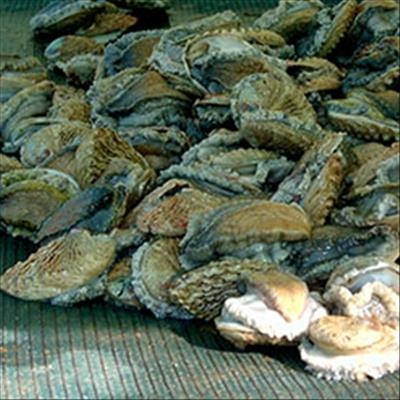Nearly R60 million in poached abalone seized