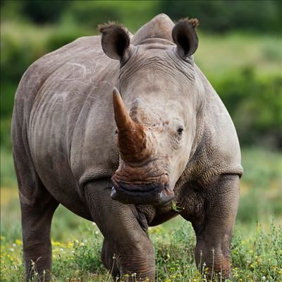 1st Rhino orphanage opened