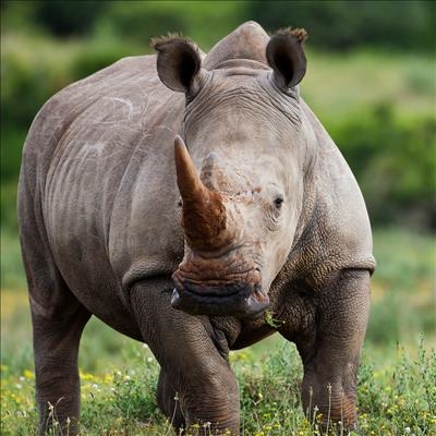 1st Rhino orphanage opened