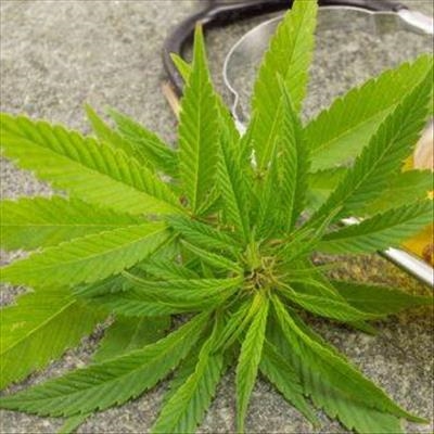 Green light for medical cannabis 