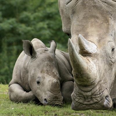 3 rhinos a day lost to poachers