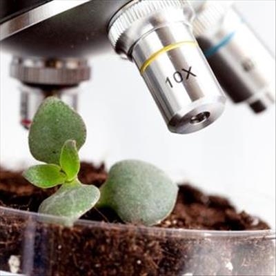 Why microbes are key to solving Africa's food security crisis