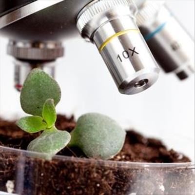 Why microbes are key to solving Africa's food security crisis