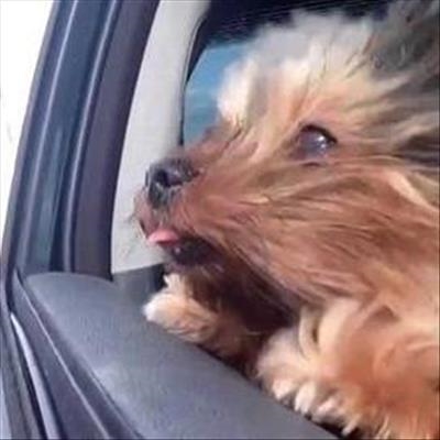 Travelling with pets 