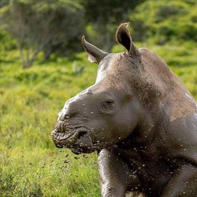 Trio linked to poaching syndicate