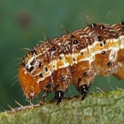 Armyworm hits SA