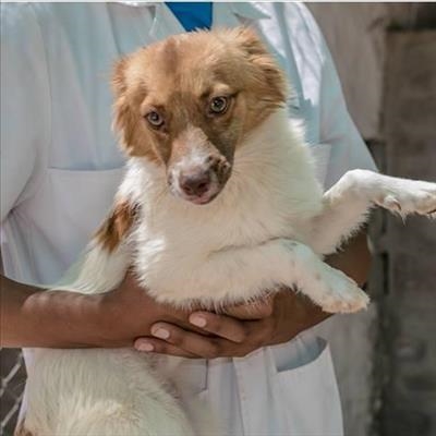 Adopt a pet!