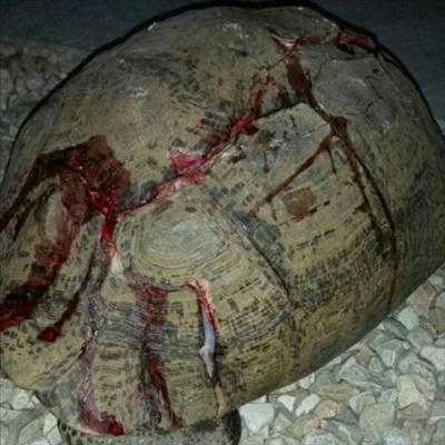 Tortoise saved from dire situation