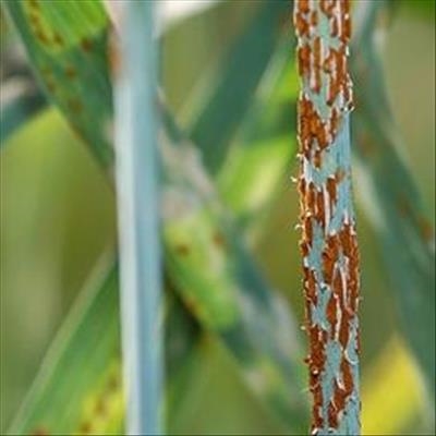 New races of damaging wheat rust found