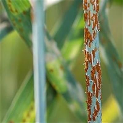 New races of damaging wheat rust found