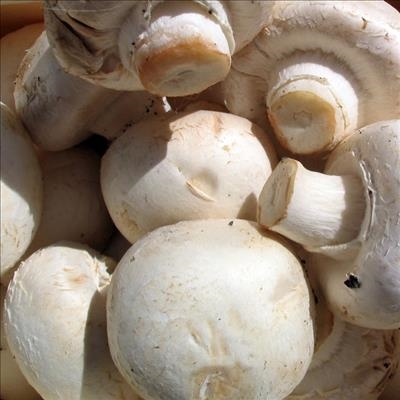 R11,3 million mushroom project launched in Ghana
