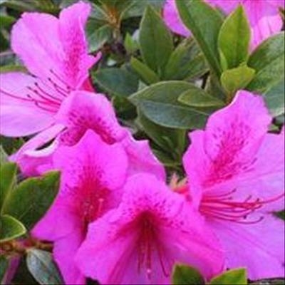 10 plants that clean the indoor air in your environment 