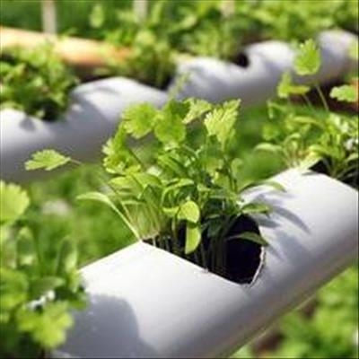 Hydroponics: Planning your project