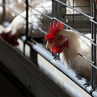 Rainbow Chicken to sell 13 KZN farms
